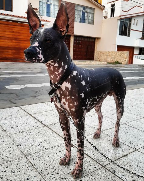 Breed ➡️ Peruvian Hairless Dog (Medium size) From @kingviringo #Perù Hairless Dog Breeds, Xolo Dog, Hairless Dogs, Peruvian Hairless Dog, Mexican Hairless Dog, Every Dog Breed, Hairless Dog, Dog Mixes, Crazy Dog Lady