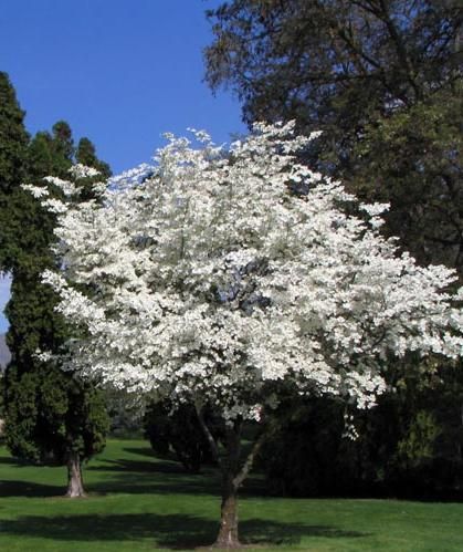 Cornus Florida, Michigan Gardening, Small Trees For Garden, Cornus Kousa, Flowering Dogwood, Trees For Front Yard, Upstate South Carolina, Plant Structure, Dogwood Trees