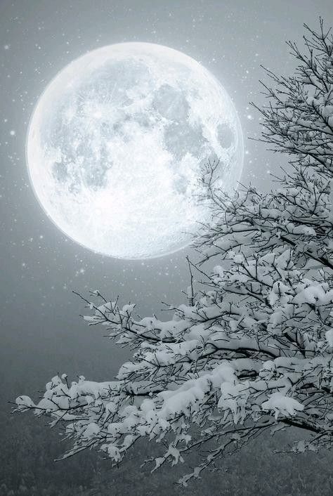 Snow Moon Era Victoria, Tree Magic, Shoot The Moon, Winter Szenen, Snow Ice, Moon Pictures, Winter Wonderland Christmas, Good Night Moon, The Full Moon