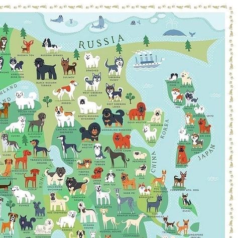 Dogs of The World and Their Countries of Origin Did you know there are over 400 dog breeds in the world? (Not counting all the mixes, of course!) Illustrator Lili Chin drew 345 of the different breeds and painted them onto a world map according to their country of origin. It’s so fun to search for different breeds on it! ➖ Source: disruptive.org ➖ #map #geography #history #language #religion #demographics #economy #europe #asia #africa #america #world #dogs #doggo #dogbreeds Welsh Sheepdog, Dog Infographic, Plott Hound, The World Map, Asia Map, National Animal, Popular Dog Breeds, Chinese Crested, Best Dog Breeds