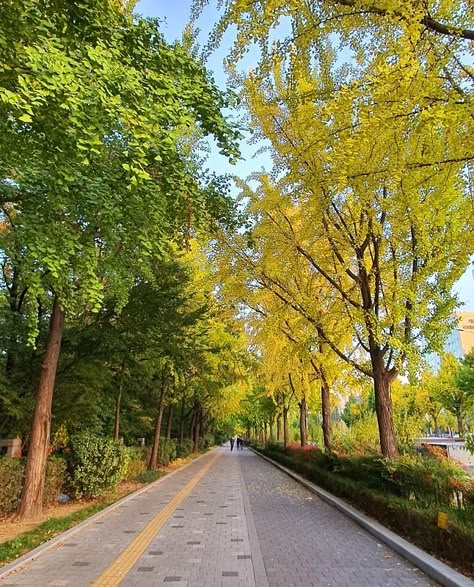 Olympic Park Seoul, Korean Background, Seoul Park, Korea Park, Biking Aesthetic, Landscape Architecture Park, Tree Road, Seoul Korea Travel, Park Aesthetic