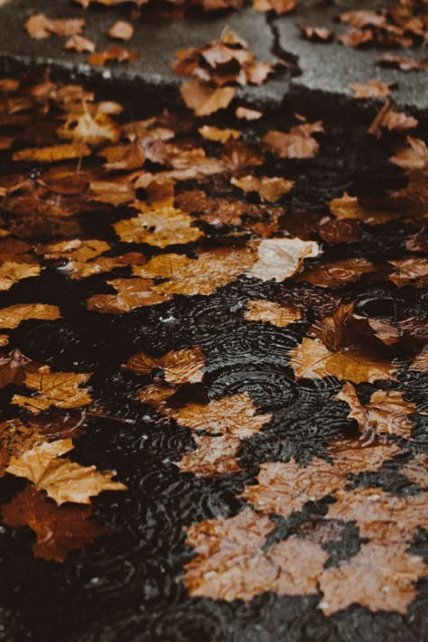 Autumn Rain, Fall Mood Board, Fall Mood, Autumn Scenery, Fall Feels, Best Seasons, Fall Pictures, Autumn Halloween, Autumn Vibes