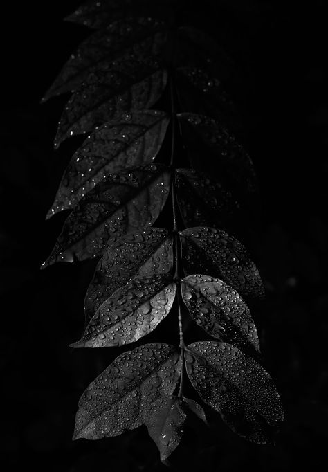 https://flic.kr/p/2iMBvHp | Leaf Black Nature Wallpaper, Black Colour Aesthetic, Black Leaf Wallpaper, Black Leaves Wallpaper, Hitam Aesthetic, Leaf Black And White, Leaves Black And White, Dark Leaves, Photography Terms