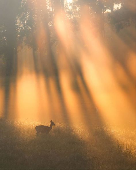 Gold Autumn Aesthetic, Summer Sunshine Aesthetic, Yellow Landscape Aesthetic, Sun Aethstetic, Yellow Nature Aesthetic, Soft Golden Hour Aesthetic, Sunshine Person Aesthetic, Warm Yellow Aesthetic, Sunshine Character Aesthetic