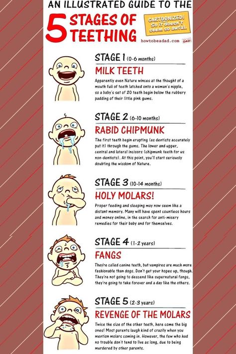 Here is the guide of teething stages. Teething Stages, Teething Baby, Baby Information, Baby Facts, Pregnancy Symptoms, First Tooth, Newborn Care, Baby Time, Baby Teeth