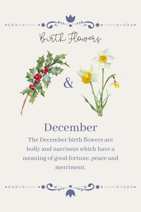 Birth Flowers December, Narcissus And Holly Tattoo, Holly And Narcissus, December Birth Flower Narcissus, December Birth Flowers, December Flower Tattoo, Soda Substitute, Narcissus Flower Tattoos, Flower Narcissus