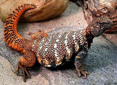 Rainbow Uromastyx, Uromastyx benti Reptile Pictures, Pictures Of Reptiles, Uromastyx Lizard, Desert Dweller, Russian Tortoise, Sulcata Tortoise, Giant Tortoise, Monitor Lizard, Desert Animals