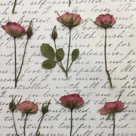 Anne Elliot, Pressed Roses, Amy March, Flower Bookmark, Dream Aesthetic, Personality Type, Book Aesthetics, Comfort Characters, Pressed Flower