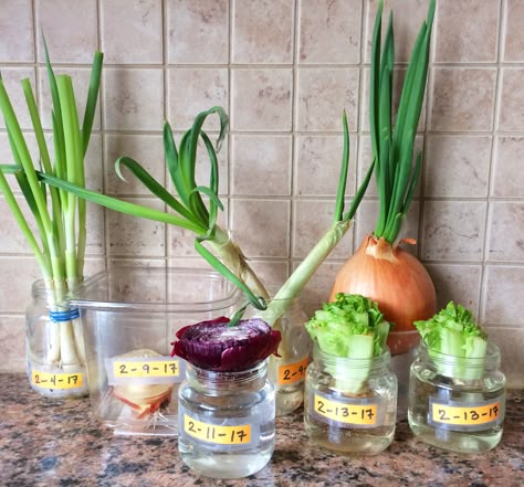 Regrowing Vegetable Scraps! Apartment Vegetable Garden, Regrow Vegetables, Vegetable Scraps, Indoor Vegetable Gardening, Vegetable Garden Diy, Gardening Vegetables, Growing Plants Indoors, Garden Animals, Veg Garden