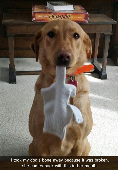 A Dog gives the middle finger... I love it! This is just too funny! #LOL #Hahaha #Dogs Dog Shaming, Love My Dog, Memes Humor, Funny Animal Pictures, Dog Memes, Baby Dogs, On The Floor, 귀여운 동물, Animal Memes