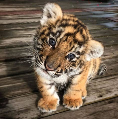 Baby Tigers, Tiger Cubs, Baby Tiger, Baby Animals Pictures, Tiger Cub, Super Cute Animals, Cute Animals Images, Baby Animals Funny