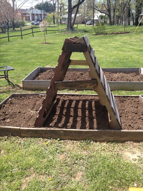 Our cucumber trellis for the garden. Two old Pallets with two small wooden braces on each side! Growing cucumbers up and over and lettuce in the shade in between! Pallet Wood Vegetable Garden, Lettuce Pallet Garden, Growing Strawberries In Pallets, Pallet Wood Trellis, Pallet Trellis, What To Do With Overgrown Cucumbers, When To Harvest Cucumbers, Cucumber Trellis, Diy Garden Trellis