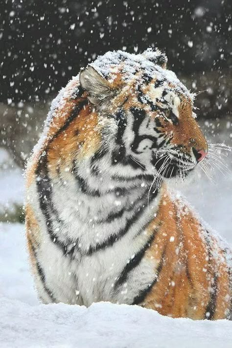 Tiger Fotografie, Snow Tiger, Tiger Wallpaper, Tiger Love, Tiger Pictures, Animal Reference, Pretty Animals, Majestic Animals, Animal References