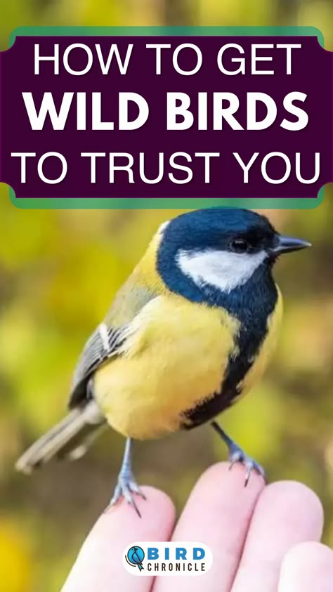 Pet Birds For Beginners, Hummingbird Care, How To Attract Birds To Your Garden, Wild Birds Backyards, How To Attract Wildlife To Your Yard, Attracting Wildlife To Your Yard, Wildlife Garden Design, Pothos Vine, Bird Suet