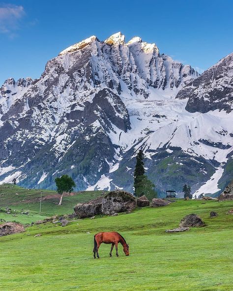 1,031 Likes, 10 Comments - Kashmir Tourism (@visit_kashmir) on Instagram: “An early morning view from sonamarg. ♥️ . . Photo & Text by @wandering.pradeep” Kashmir Painting, Mauryan Empire, Kushan Empire, Kashmir Tourism, India Beautiful Places, Kashmir Tour, Hunza Valley, Cagatay Ulusoy, Jammu Kashmir