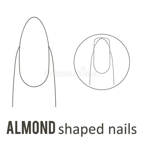 Nail shape almond stock illustration Nails Shapes Tutorial, Nail Shape Almond Short, How To Do An Almond Shape Nail, How To Almond Shape Your Nails, How To Get Almond Nails, Almond Shape Tutorial, How To Create Almond Shape Nails, Almond Nails Shape Tutorials, How To Do Almond Nails Shape