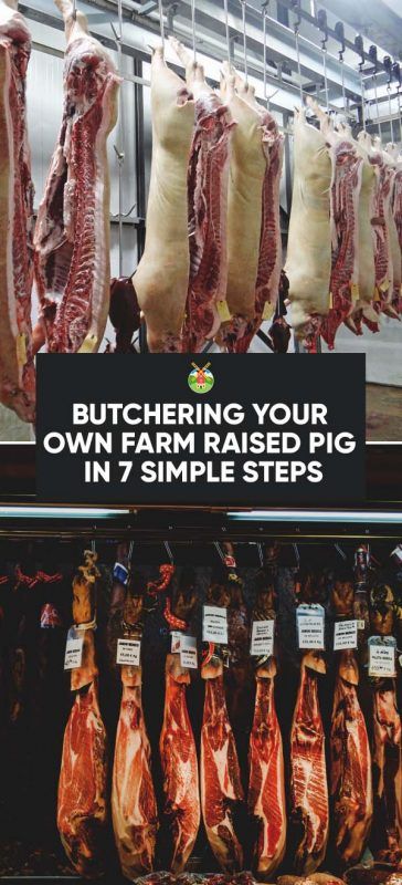 Butchering Your Own Farm Raised Pig in 7 Simple Steps Pig Meat, Raising Pigs, Meat Processing, Pig Pen, Pig Farm, Homestead Life, Homesteading Ideas, Homestead Ideas, Homesteading Skills