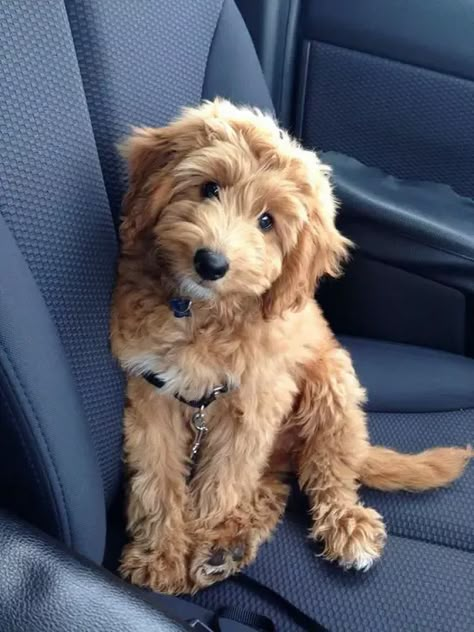 Goldendoodle Miniature, Poodle Mix Breeds, Mini Goldendoodle, Miniature Dogs, Goldendoodle Puppy, Adorable Dogs, Poodle Mix, Blue Heeler, Labradoodle