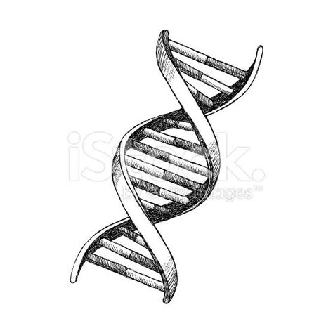 Dna Drawing Easy, Dna Model Drawing, Dna Helix Drawing, Dna Helix Model, Dna Structure Drawing, Dna Strand Drawing, Dna Drawing Science, Dna Helix Art, Dna Art Illustrations