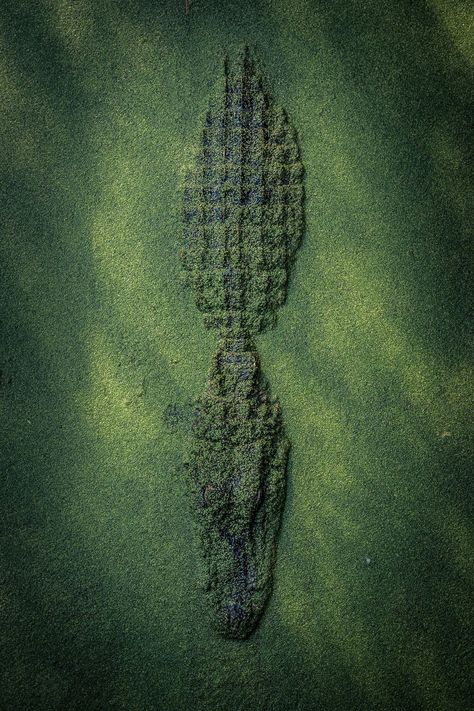 Alligator, New Orleans, Louisiana, United States. National Geographic Photography, Taman Air, Ski Hotel, Saul Leiter, Animal References, Crocodiles, Reptiles And Amphibians, National Geographic Photos, Nature Photographs