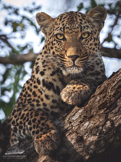 African Leopard Photography, Leopard Photography, South Africa Animals, African Animals Photography, South African Animals, South African Wildlife, Leopard Aesthetic, Leopard Portrait, South Africa Wildlife