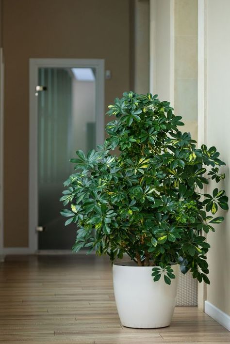 Types Of House Plants, Tall House Plants, Indoor Tree Plants, Schefflera Arboricola, Umbrella Plant, Indoor Plant Ideas, Houseplants Low Light, Low Light Indoor Plants, Umbrella Tree