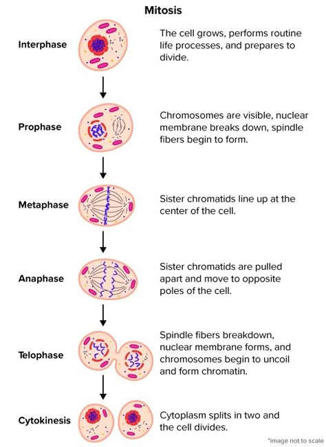 M Phase Cell Cycle, The Cell Cycle Notes, Cell Biology Notes College, Cytokinesis Mitosis, Cytology Notes, Human Cell Drawing, Anatomy And Physiology Cells, Cell Cycle And Cell Division Notes, Chromosomes Notes