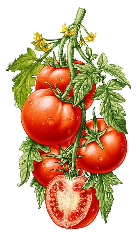 6 fruits & vegetables on Behance Tomato Drawing, Vegetable Drawing, Bunny Sketches, Fruit Art Drawings, Vegetable Painting, Vegetable Pictures, Vegetable Illustration, Instruções Origami, Watercolor Fruit