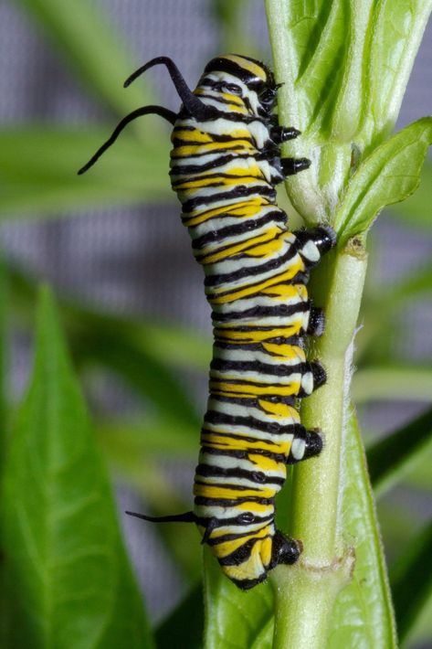 Monarch Butterfly Caterpillar, Monarch Caterpillar Tattoo, Caterpillar Painting, Caterpillar Tattoo, Butterfly Sculpture, Monarch Caterpillar, Scientific Illustration, Arachnids, Artistic Inspiration