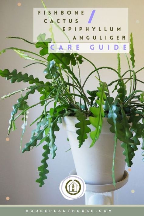 Fishbone cactus Care Guide - HOUSEPLANTHOUSE Fish Bone Cactus, Zig Zag Cactus, Epiphyllum Anguliger, Fishbone Cactus, Indoor Cactus Plants, Christmas Cactus Care, Holiday Cactus, Flowering Succulents, Orchid Cactus