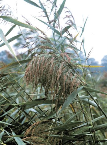 Common Reed, Phragmites Australis, Bug Identification, Biology Plants, Halloween Patio, Plant Bugs, Perennial Grasses, Spring Photoshoot, Patio Party