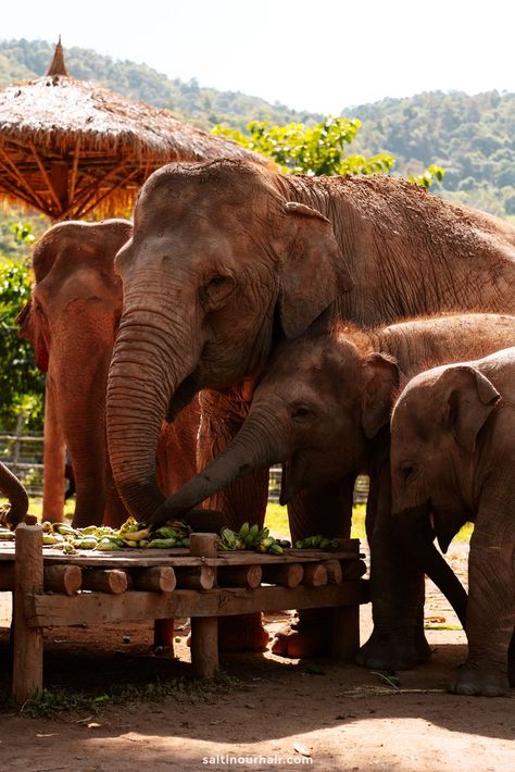 Chaing Mai Thailand, Aesthetic Thailand, Chiang Mai Elephant, Thailand Aesthetic, Thailand Chiang Mai, Elephant Park, Elephant Nature Park, Thailand Elephants, Thailand Itinerary