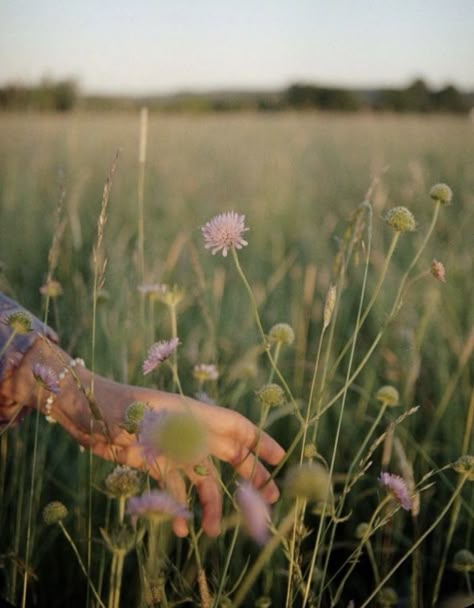 Vintage Life, Wild Flowers