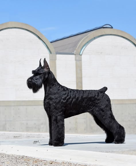 Black Giant Schnauzer, Giant Schaunzer, Giant Schnauzer Grooming Styles, I Live For The Applause, Black Schnauzer, Schnauzer Grooming, Spoiled Dogs, Grooming Style, Giant Schnauzer