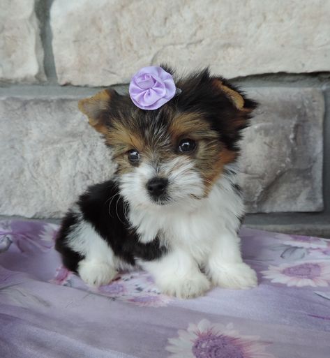 Cutie Pie (Biewer Yorkie) Parti Yorkies For Sale, Papillion Puppies, Yorkie Puppies For Adoption, Parti Yorkie, Biewer Yorkshire, Puppies Teacup, Yorkie Poodle, Biewer Yorkie, Yorkies For Sale