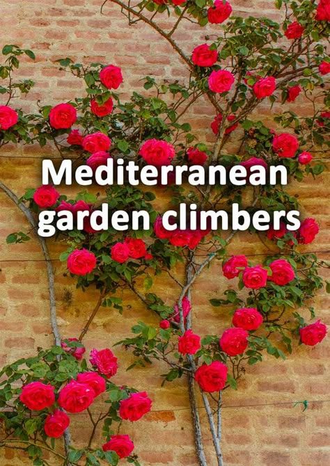 Mexican Style Garden Backyards, Mediterranean Yards Backyards, Mediterranean Small Garden, Greek Garden Design, Climbing Vines On House, Mediterranean Yard Ideas, Mediterranean Plants Landscaping, Mediterranean Garden Design Landscaping, Mediterranean Garden Plants