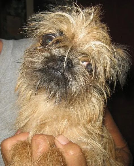 Five Ugly Dog Breeds - PetHelpful Ugly Puppy, Ugly Dog, Ugly Dog Breeds, Ugly Puppies, Rat Dog, Ugly Dogs, Brussels Griffon, Golden Retriever Puppy, Little Dogs