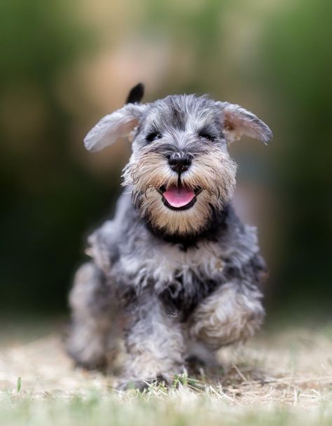 Puppies for Sale | Lancaster Puppies Mini Schnauzer Puppies, Toy Dog Breeds, Miniature Schnauzer Puppies, Hypoallergenic Dogs, Lancaster Puppies, Schnauzer Puppy, Schnauzer Dogs, Puppy Names, Mini Schnauzer