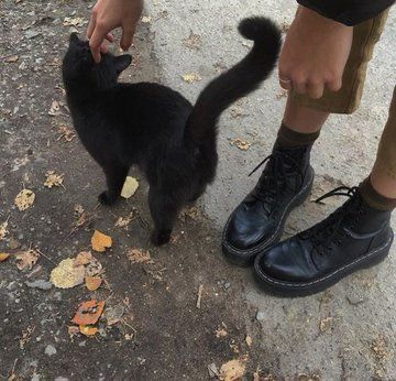 Söt Katt, A Black Cat, Dark Academia Aesthetic, Best Seasons, We Fall In Love, Cute Kittens, Autumn Aesthetic, Basel, Black Cats