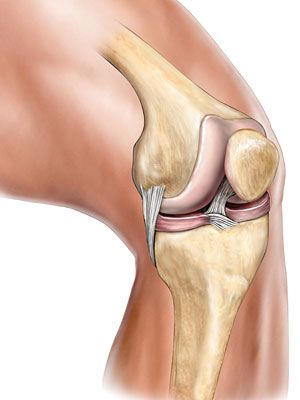 Your bones, joints, and muscles make up your muscular and skeletal systems. Learn about how they work together and about some common conditions that affect them. Anatomy Of The Knee, The Muscular System, Joints Anatomy, Knee Bones, Organ System, Muscular System, Muscle Anatomy, Uric Acid, Body Posture