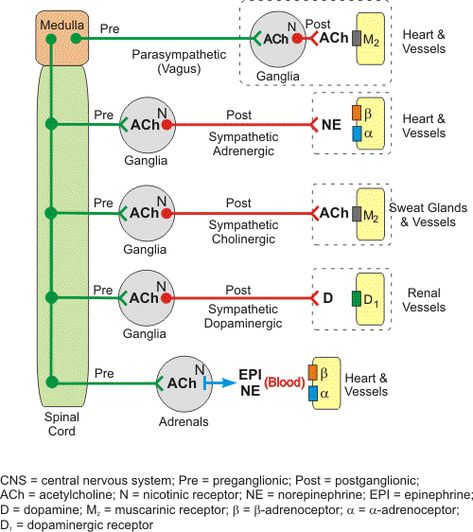 muscarinic vs nicotinic receptors | PHARMACOLOGY: AUTONOMIC NERVOUS SYSTEM(ANS) Anesthesia School, Nervous System Anatomy, Crna School, Emt Study, Nurse Anesthesia, Nursing Pharmacology, The Endocrine System, Medical Notes, Vet Medicine