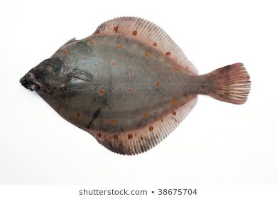 Flounder Fish Images, Stock Photos & Vectors | Shutterstock Blackened Catfish, Flounder Fillet, Flounder Fish, Underwater Cartoon, Dark Wooden Table, Fish Sketch, Flounder Fishing, Dreamy Ocean, Sketch Icon