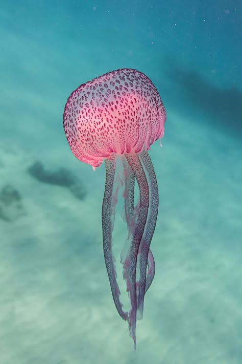 Jelly Fish Mood Board, Underwater Photography Nature, Beautiful Sea Creatures Ocean Life, Sea Creatures Photography, Beautiful Fish Ocean Life, Ocean Photography Underwater, Beautiful Ocean Photography, Ocean Life Aesthetic, Beauty Mood Board