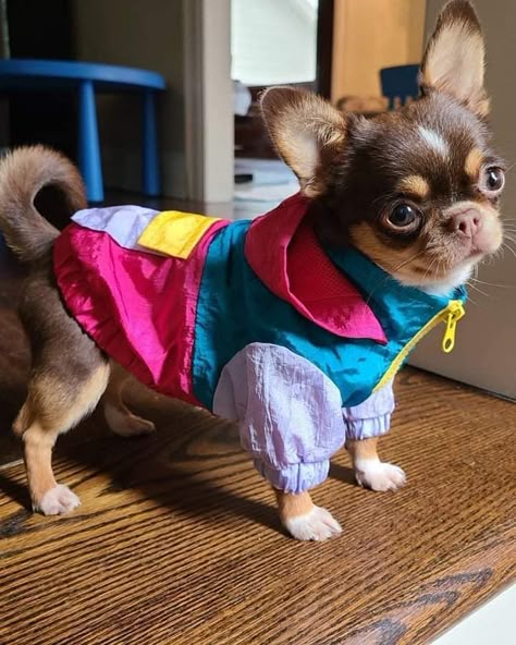 Dog Park Outfit, Soccer In The Rain, Chihuahua Outfits, Small Dog Outfits, Cute Dog Outfits, Dogs In Clothes, Puppy Outfits, Pet Outfits, Pet Clothes Patterns