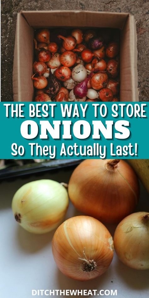 Learning how to store onions properly is the best way to ensure they remain fresh and flavorful for as long as possible. It is frustrating to find a soft, moldy onion in your pantry just when you need it for a recipe. Luckily, you can prevent this with a few simple storage techniques and reduce food waste.  https://www.rfr.bz/pla6p6k Onion Storage Ideas How To Store, How To Store Onions In Pantry, How To Braid Onions For Storage, How To Store Onions And Potatoes, Best Way To Store Onions, How To Store Potatoes And Onions, How To Store Onions Long Term, How To Store Onions, Onion Storage Ideas