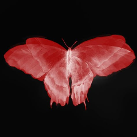 Red Butterfly, Black Background, A Black, Red, White, Black