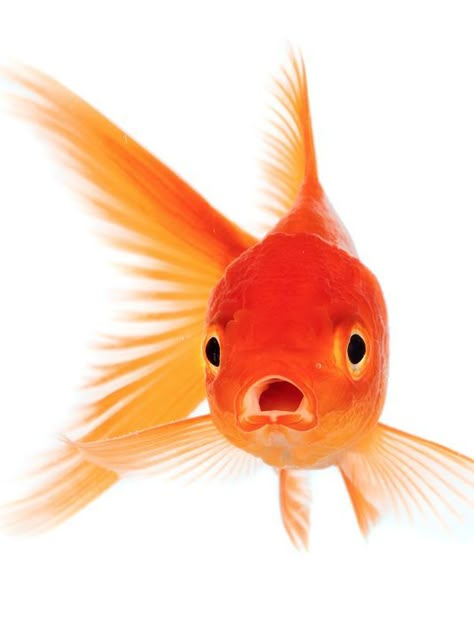 Owner pays hundreds of dollars on surgery for pet goldfish: http://www.apeacefulfarewell.com/the-paw-blog/owner-pays-hundreds-of-dollars-on-surgery-for-pet-goldfish Pet Goldfish, Salt Water Fish, Gold Fish, Alternative Health, Learning English, Goldfish, The Science, Learn English, Royalty Free Images