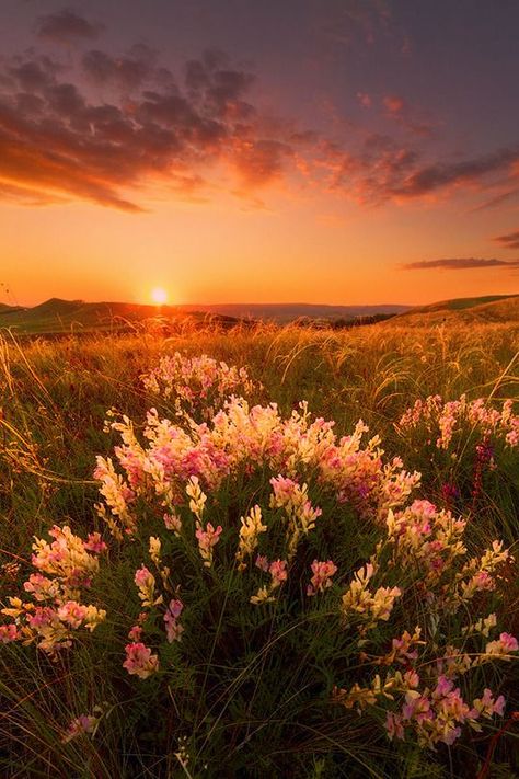 Flowers At Sunset, Evening Flowers, Pastel Sunset, Oceanography, Sunset Nature, Amazing Sunsets, World Photography, Russia City, Landscape Pictures