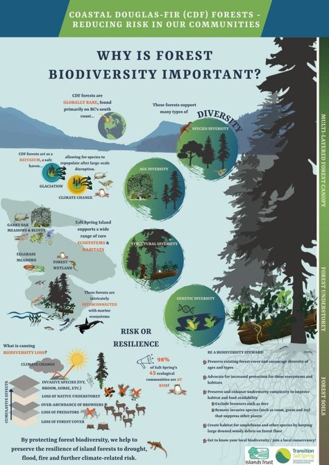 Infographic: Why is forest biodiversity important? – Transition Salt Spring Society Forest Infographic Design, Nature Infographic Design, Forest Infographic, Science Infographic Design, Biodiversity Infographic, Biodiversity Poster, Nature Infographic, Chipko Movement, Environmental Science Major