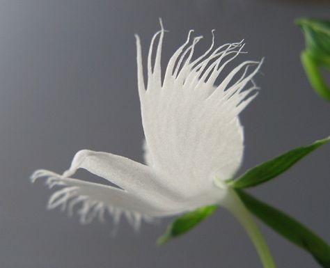 The World’s Top 10 Most Amazing Plants That Look Like Animals White Egret Orchid, Habenaria Radiata, Egret Orchid, Monkey Orchid, Orchid Seeds, Amazing Plants, Strange Flowers, White Egret, Rare Orchids